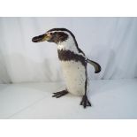 Taxidermy - a Black Footed Penguin, aka African Penguin, aka Jackass Penguin,