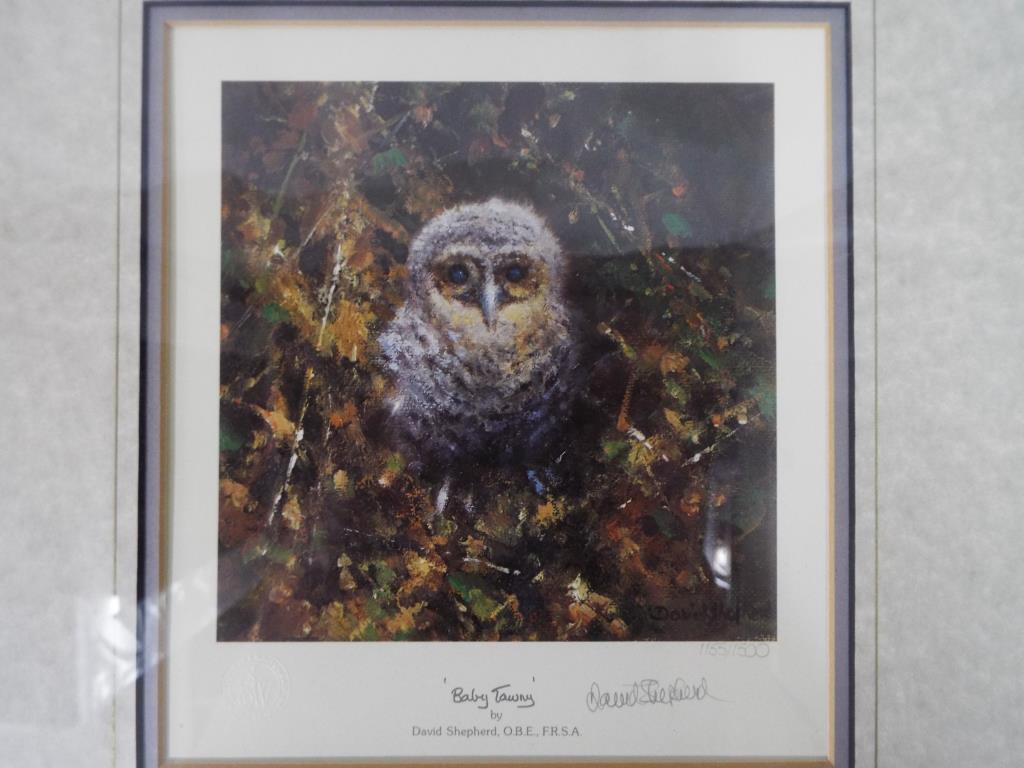 David Shepherd - a limited edition colour print by David Shepherd entitled Baby Tawny numbered 1155