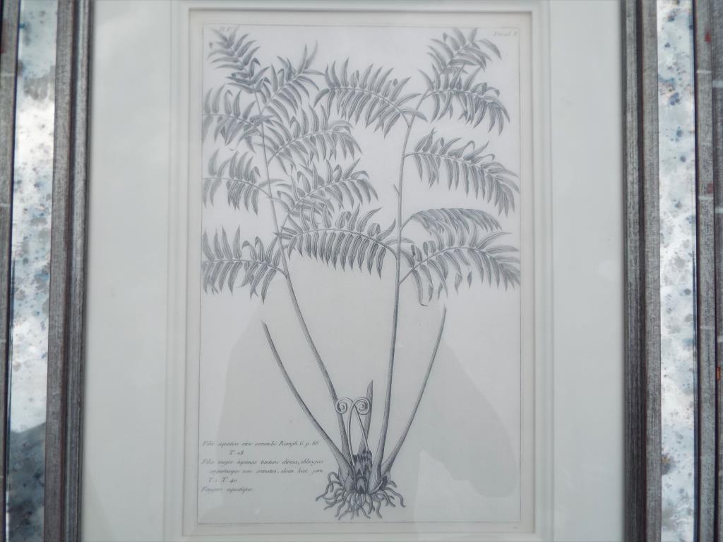 Three prints, depicting studies of plants, mounted and framed under glass, - Image 3 of 4