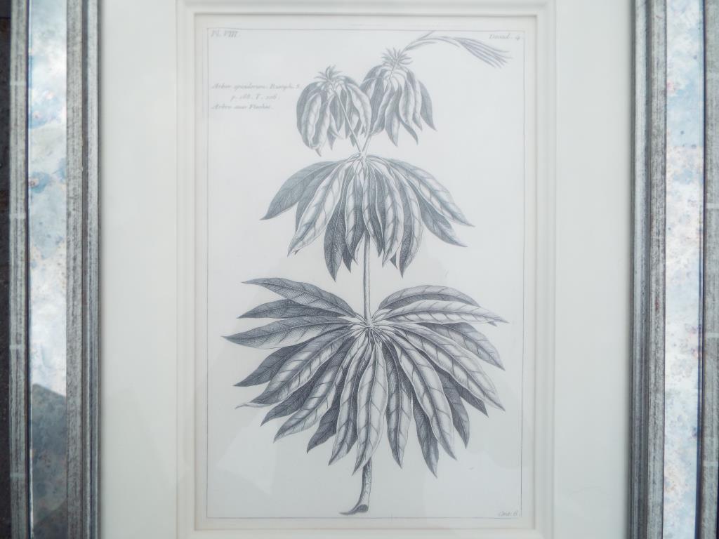 Three prints, depicting studies of plants, mounted and framed under glass, - Image 2 of 4