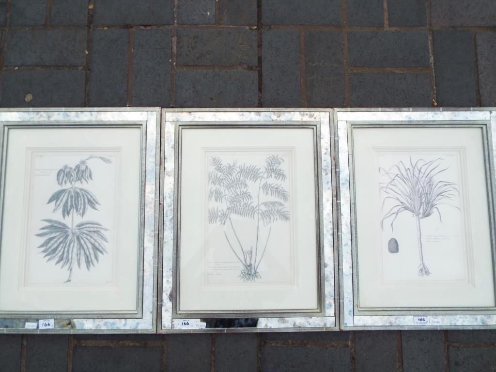 Three prints, depicting studies of plants, mounted and framed under glass,