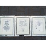 Three prints, depicting studies of plants, mounted and framed under glass,