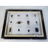 A glazed display cabinet containing bugs