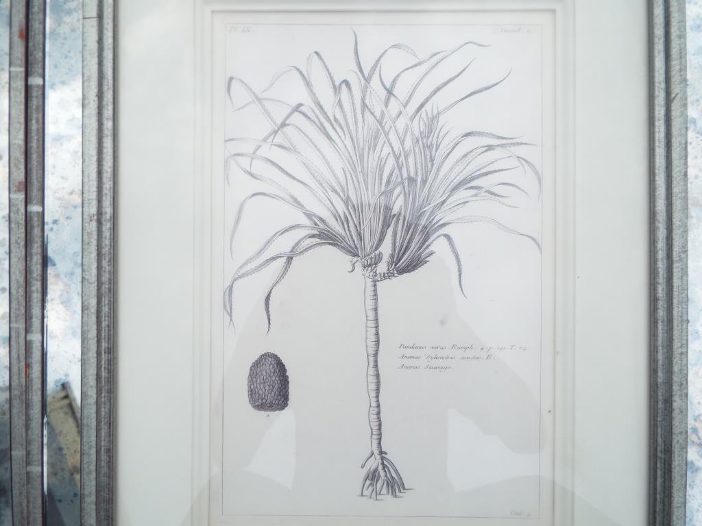 Three prints, depicting studies of plants, mounted and framed under glass, - Image 4 of 4