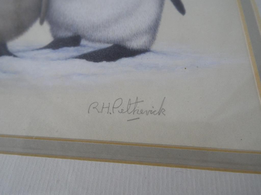 R H Petherick - a detailed study of a king penguin and chick signed lower right, - Image 2 of 2