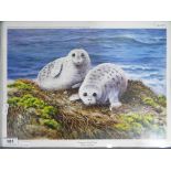 Alastair Proud - a signed print by Alastair Proud SWLA entitled Common Seal Pups,