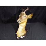 Taxidermy - A Roe Deer head and neck set on a wooden plinth with four point antlers, 40 cm (h).