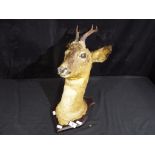 Taxidermy - A Roe Deer head and neck set