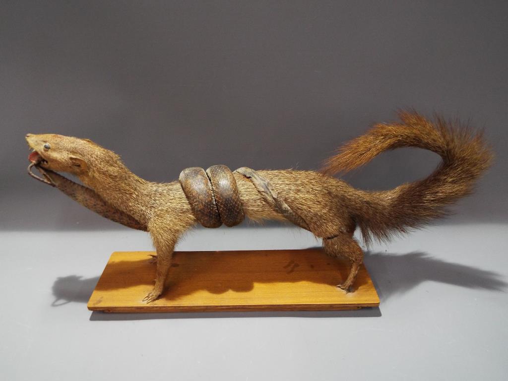 Taxidermy - a taxidermy mongoose and cobra arranged in fighting pose.