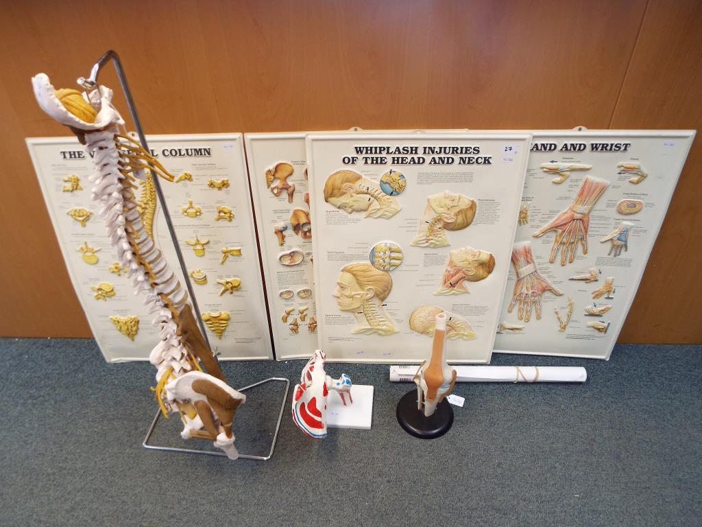 Three medical models, comprising spine and pelvis on metal stand approximately 92 [h],