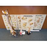 Three medical models, comprising spine and pelvis on metal stand approximately 92 [h],