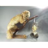 Taxidermy - a taxidermy weasel sat on a branch,