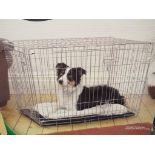 Pets at Home - a medium two-door dog crate by Pets at Home,