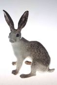 Winstanley Arctic hare,