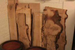 Collection of burr oak