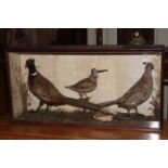 Cased taxidermy of two pheasants and a snipe