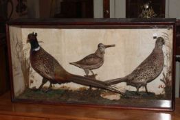 Cased taxidermy of two pheasants and a snipe