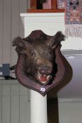 Boars head on shield shaped mount