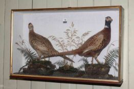 Cased taxidermy of a male and female pheasant