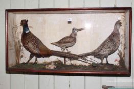 Cased taxidermy of two pheasants and a snipe