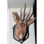 Small taxidermy deer head with antlers.