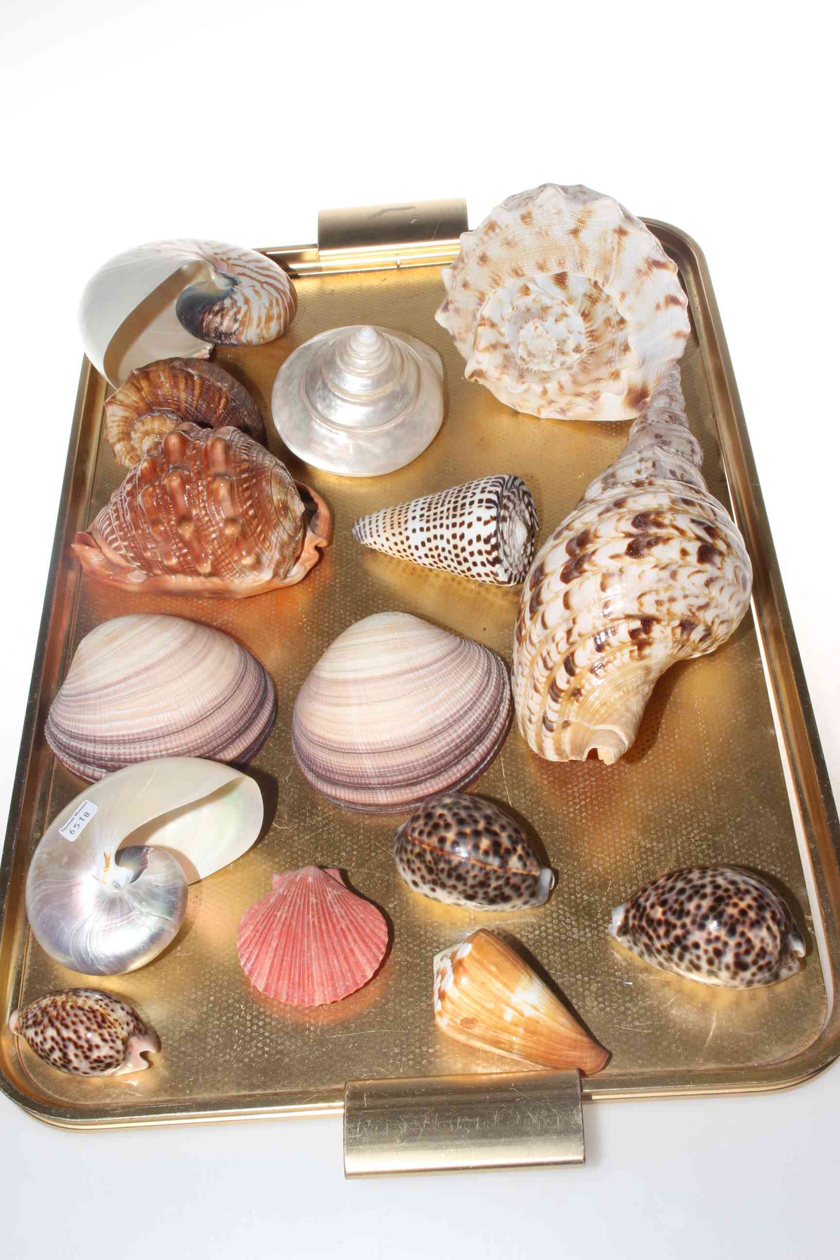 Collection of various shells.