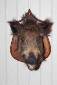 Taxidermy of a boars head on a shield shaped mount.
