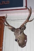 Taxidermy of a stags head on a shield shaped mount.
