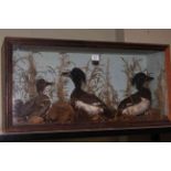 Taxidermy ducks in case, 78cm.