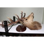 Taxidermy of a stags head on a shield mount.