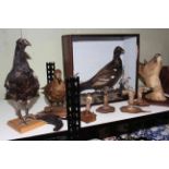 Collection of taxidermy including Grouse, Partridge,