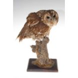 Taxidermy owl on wooden plinth.