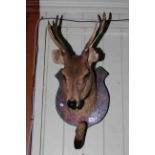 Taxidermy of a young buck deer and hoof on shield shaped mount.