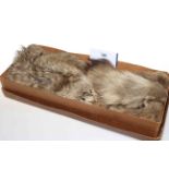 Fox fur stole in J. Karter & Co Farriers box.