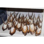 Collection of mounted antlers.