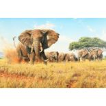 Steve Burgess Framed oil on canvas ARR, signed 'Elephant in the Masai Mara' 70cm x 120cm