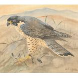 Ralston Gudgeon RSW (Scottish 1910-1984) ARR Framed watercolour on linen, signed 'Male Peregrine'