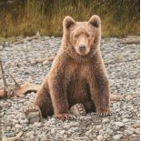 Eric Wilson ARR Framed oil on board, signed 'Alaskan Brown Bear' 50cm x 50cm