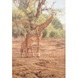 Alan M Hunt ARR Framed oil on canvas, signed, dated 2015 'Mother and young Giraffe' 100cm x 70cm