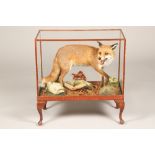Mounted fox in a glass case, 74cm long, 54cm high, 38cm wide