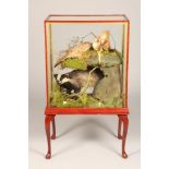 Mounted badger, with a pair of mounted playing stoats. 65cm long, 75cm high, 42cm wide