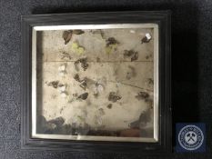 An early 20th century display case containing butterfly samples