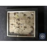 An early 20th century display case containing butterfly samples