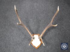 A deer skull with antlers mounted on a board