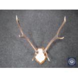 A deer skull with antlers mounted on a board