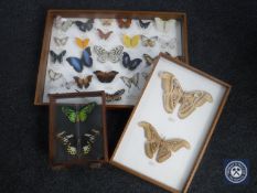 Three display frames containing butterfly and moth samples