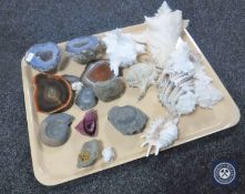 A tray of sea shells,