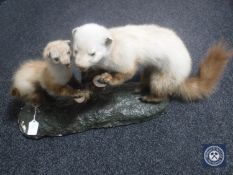 A taxidermy group of two stoats on a branch