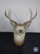 A taxidermy stag's head mounted on a shield