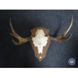 A set of deer antlers and skull mounted on shield